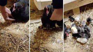 Adorable Chicks Hide Under Mother Hen