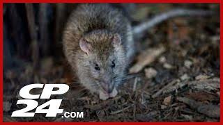 Calls for rat strategy in Toronto