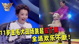 11岁金毛犬跳拉丁俘获全场 一个空中动作让董卿尖叫！ 挑战不可能 Impossible Challenge