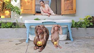 Super funny Monkey Su invited Kuku to secretly hide mom take bath