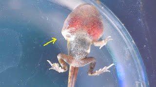 HOW A TADPOLE GROWS TURNING INTO A FROG METAMORPHOSIS
