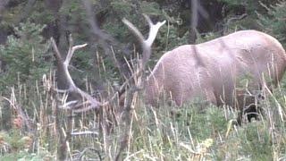 Elk Hunting Wyoming Archery Opener 2024 General Unit