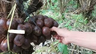 Panen buah salak Banjarnegara