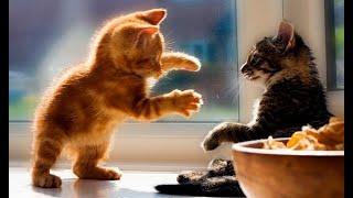  Самые смешные и милые котята в мире  Лучшие видео с котами и котятами 
