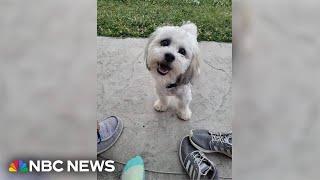 Residents outraged after police officer shoots kills small dog