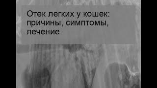 Отек легких у кошек причины симптомы лечение