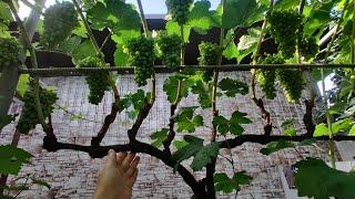 Простая и красивая формировка винограда на арке