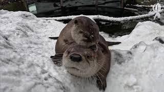 Oregon Zoo animals frolic wrestle and play during Portland snowstorm