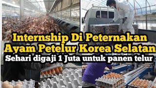 Internship Di Peternakan Ayam Petelur Korea  Sehari diGaji 1 Juta untuk Panen Telur Ayam