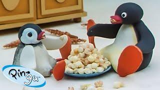 Pingu at Home   Pingu - Official Channel  Cartoons For Kids