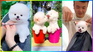 The Cutest Mini Pomeranians in the World  Chó Phốc Sóc Mini Dễ Thương Nhất Thế Giới  #510