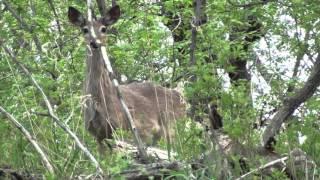 White-tailed Deer Behavior