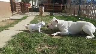 Dogos Argentinos Padre e Hijo