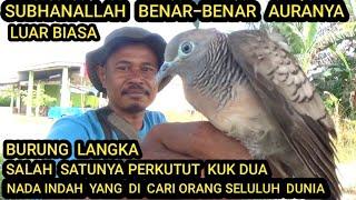 inilah salah satu burung perkutut kuk dobel suwara indah langka di dunia