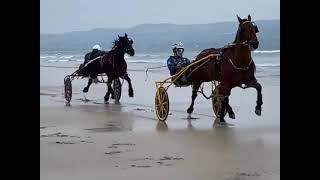 Fullbred horse racing on the beach