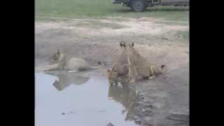 Large Lion Pride after Daybreak - Nkorho - Nov 21 2014