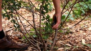 How to Prune Bushes & Shrubs  Lawn & Garden Care