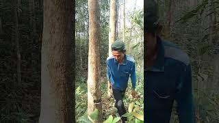 Perkebunan karet _ petani karet @tukangderes94