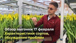 Обзор сортов тюльпанов и обсуждение проблем  17 февраля