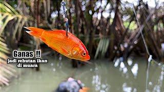 Mustahil tapi nyata pertama umpan turun langsung jadi rebutan ikan kakap putih Mancing kakap putih