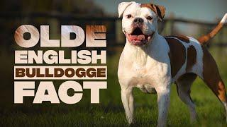 Olde English Bulldogge Dog Breed 9 Amazing Facts You Must Know