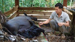 A herd of piglets was born Cook porridge to increase pig milk - Luu Linh Family