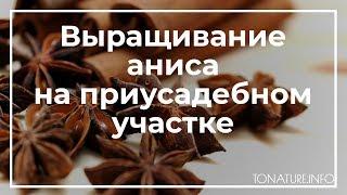 Выращивание аниса на приусадебном участке  toNature.info