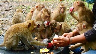 All abandoned babies monkey are so cold and try to eat after heavy raining  Babies monkey hungry
