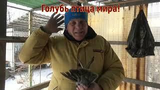 Да что их солить теперь.... 2 ч.