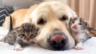 How the Golden Retriever and New Tiny Kittens Became Best Friends Cutest Compilation