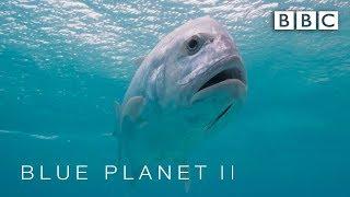 Predator fish leaps out of water to catch bird  Blue Planet II - BBC