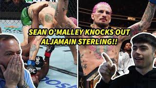 Aljamain Sterling vs. Suga Sean OMalley THE SUGA SHOW IS REAL British Father and Son Reacts