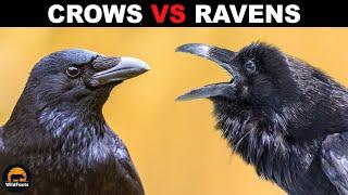 What is the Difference Between Crows and Ravens?