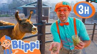 Blippi Has A NEW PET + More   Blippi and Meekah Best Friend Adventures