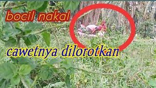 ADA APA DI KEBUN SAWITBOCIL BERKEMBANG BIAK CAWETNYA DILOROTKAN