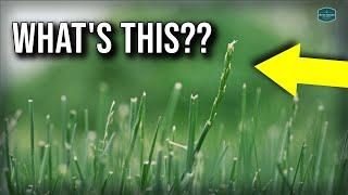 Its The WORST Time For Your Lawn...Heres Why