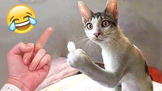 Funniest Animals 2023 - Funny Cats and Dogs - Funny Animal Videos #29