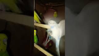 My Australian Parrots Colony  100 Parrots?  Pak Birds