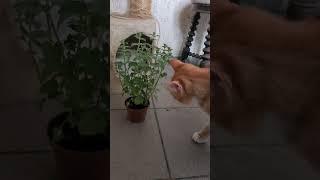 Kocimiętka  #2024  #cat #catlover #cats  #catvideos #catlovers #shortvideo #smartphone #spring