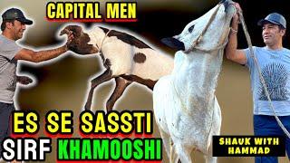 ES SE SASSTI SIRF KHAMOOSHI - BACHRY BACKRY DUMBE SUB SASTY TAREEN RATES - BAKRA MANDI PAKISTAN 2024