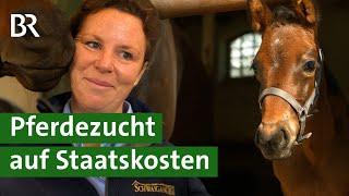 Gestüt Schwaiganger Warum züchtet der Freistaat Bayern Pferde mit Steuergeldern?  Unser Land  BR