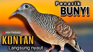 PERKUTUT LOKAL GACOR suara besar - CEPAT RESPON LANGSUNG AKTIF %TOPCER DIJAMIN PASTI NYAUT