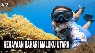 KEKAYAAN BAHARI MALUKU UTARA  JEJAK PETUALANG 060824 Part 2