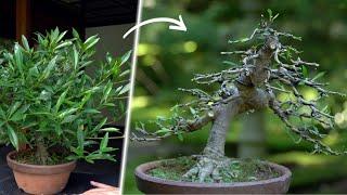 Styling a Gardenia Bonsai