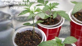 Daily Cannabis Grow Log - Dec.14