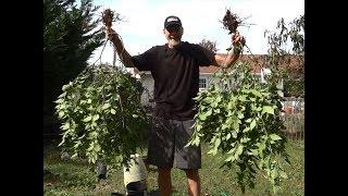 How to Winter your Hot Pepper Plants - Reapers Ghosts & Douglahs