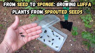 From Seed to Sponge Growing Luffa Plants from Sprouted Seeds  #luffa #gardening #gardeningtips