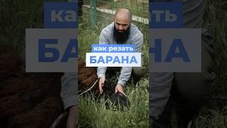 Как ПРАВИЛЬНО резать БАРАНА