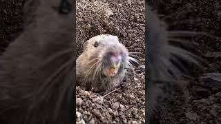 Wildlife Up Close  Cute Gopher in a Hole  Theekholms