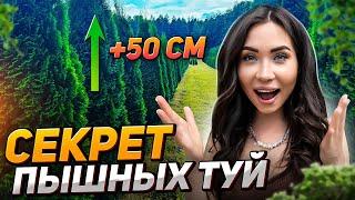 ЛУЧШИЙ МЕТОД для пышной туи о котором мало кто знает